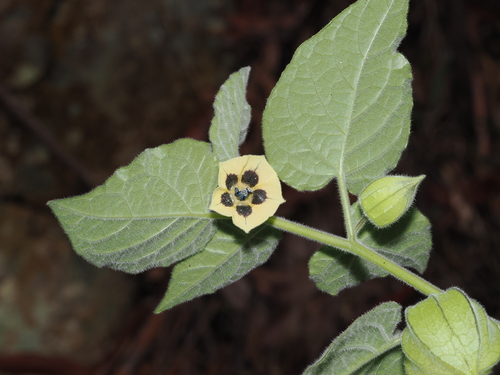 Cape gooseberry