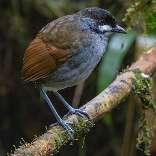 Jocotoco Antpitta (Grallaria ridgelyi), photo 7