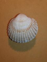 Acanthocardia tuberculata