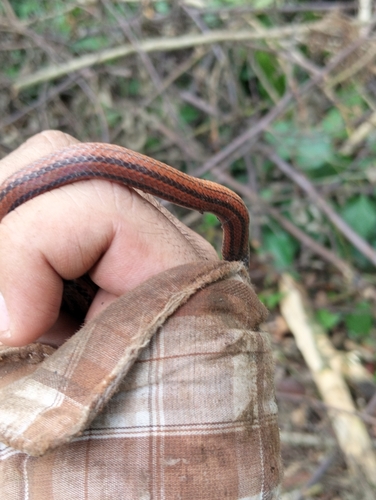 Middle American Burrowing Snake, Adelphicos quadrivirgatum