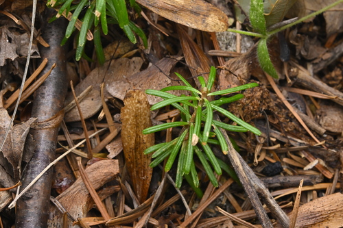 Sakhalin fir (Abies sachalinensis)