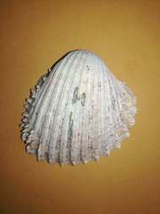 Acanthocardia aculeata