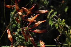 Erica aristata aristata