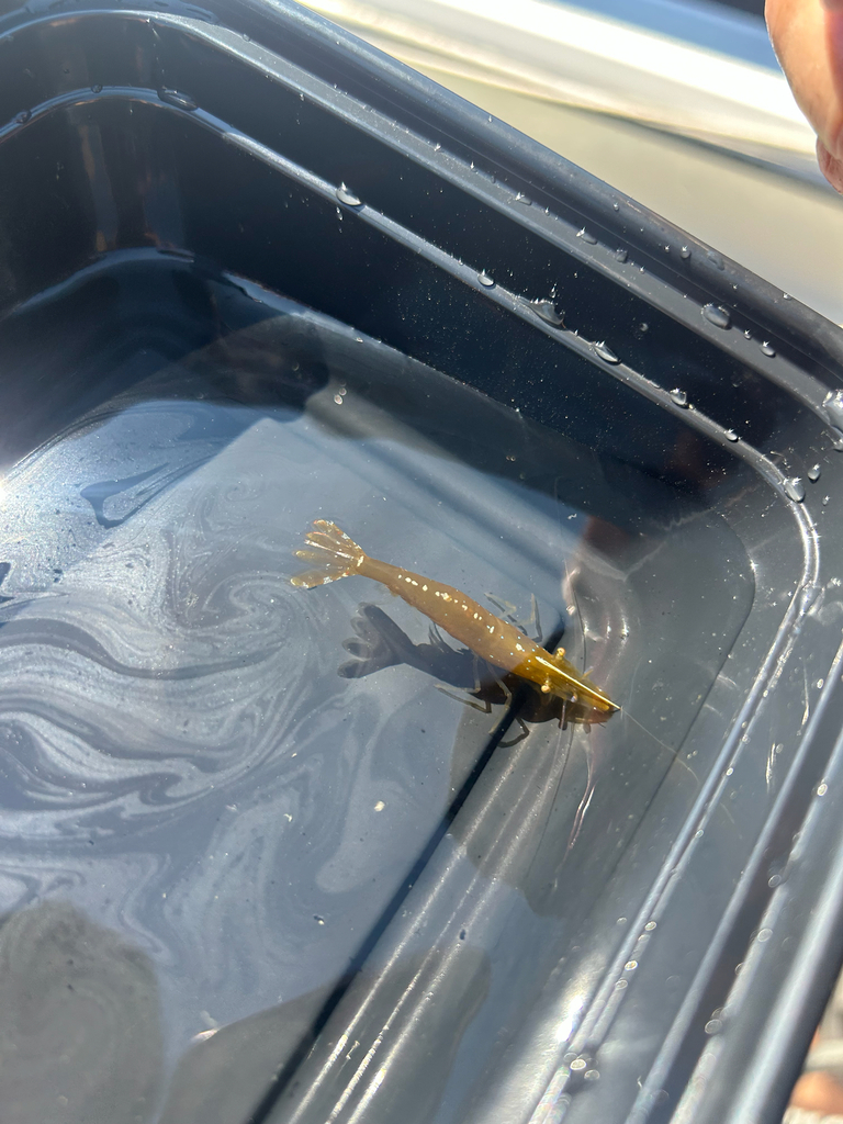 stiletto coastal shrimp