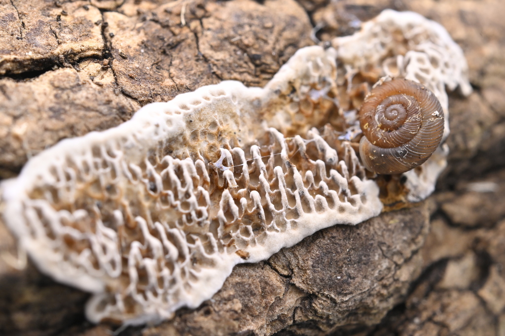 Datronia mollis · August 2025 · photo: © invertebratist (iNaturalist, cc-by-nc)