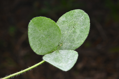 Erysiphe trifoliorum