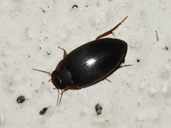 Copelatus chevrolati