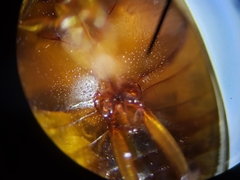 Copelatus chevrolati