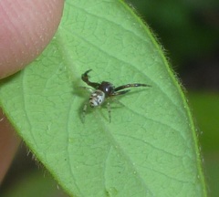 Synema globosum