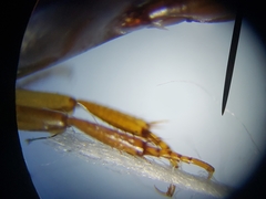 Copelatus chevrolati