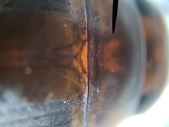 Copelatus chevrolati