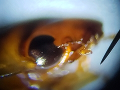 Copelatus chevrolati