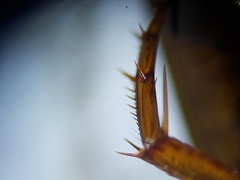 Copelatus chevrolati