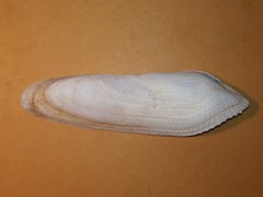 Pholas dactylus