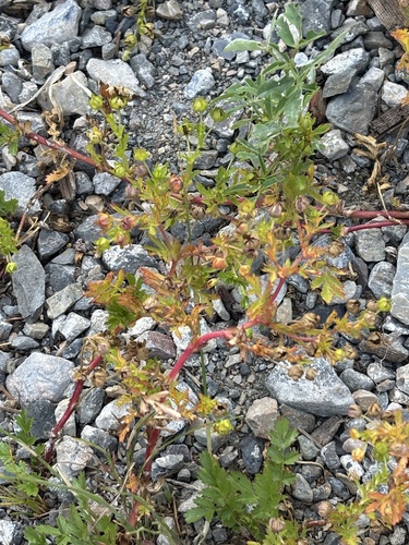 Prostrate cinquefoil (Potentilla supina)