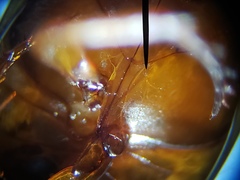 Copelatus chevrolati