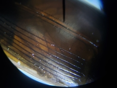 Copelatus chevrolati