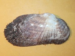 Barbatia barbata
