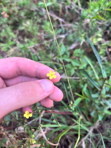 Ridged Yellow Flax (Linum striatum)