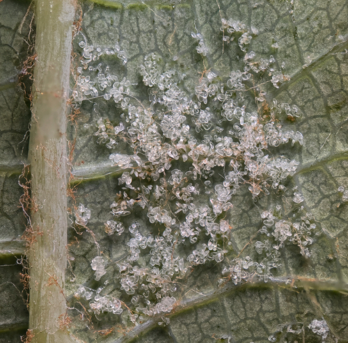 Grape Erineum Mite, Ballard Ave, Sloatsburg, NY, US, photo 8 of 10