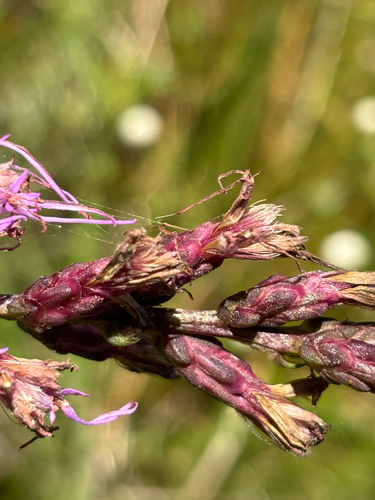 Liatris spicata