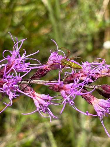 Liatris spicata
