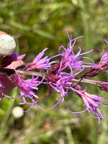Liatris spicata