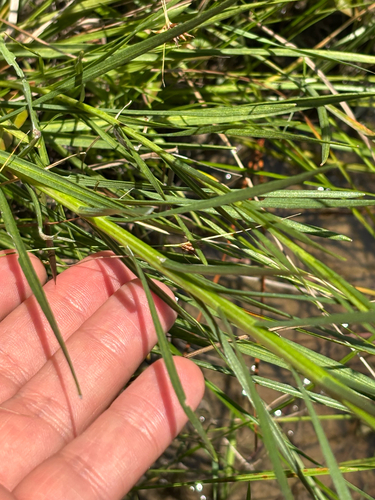 Liatris spicata