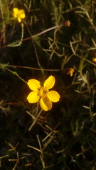Asteroideae