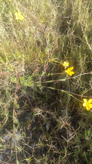 Asteroideae