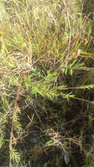 Asteroideae