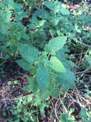 Nepeta racemosa racemosa