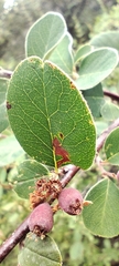 Cotoneaster granatensis, photograph (c) Santiago Martín-Bravo, some rights reserved (CC BY)