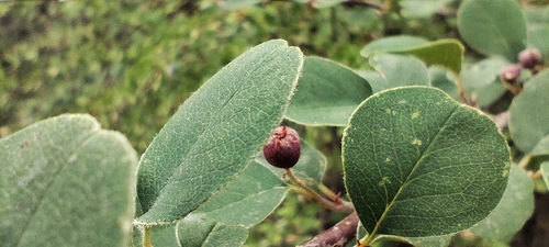 Cotoneaster granatensis, photograph 4