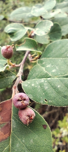 Cotoneaster granatensis, photograph 5