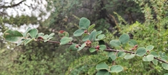 Cotoneaster granatensis, photograph (c) Santiago Martín-Bravo, some rights reserved (CC BY)