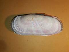 Solecurtus strigilatus