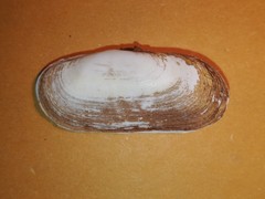 Azorinus chamasolen