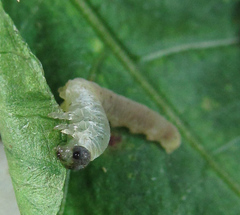 Aglaostigma nebulosum