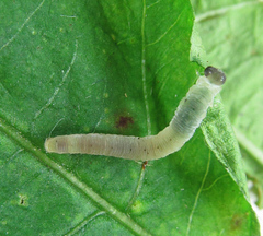 Aglaostigma nebulosum