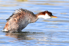 Rollandia microptera