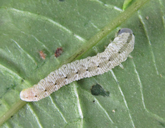 Aglaostigma nebulosum