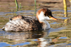 Rollandia microptera