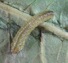 Aglaostigma nebulosum