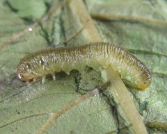 Aglaostigma nebulosum