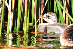 Rollandia microptera