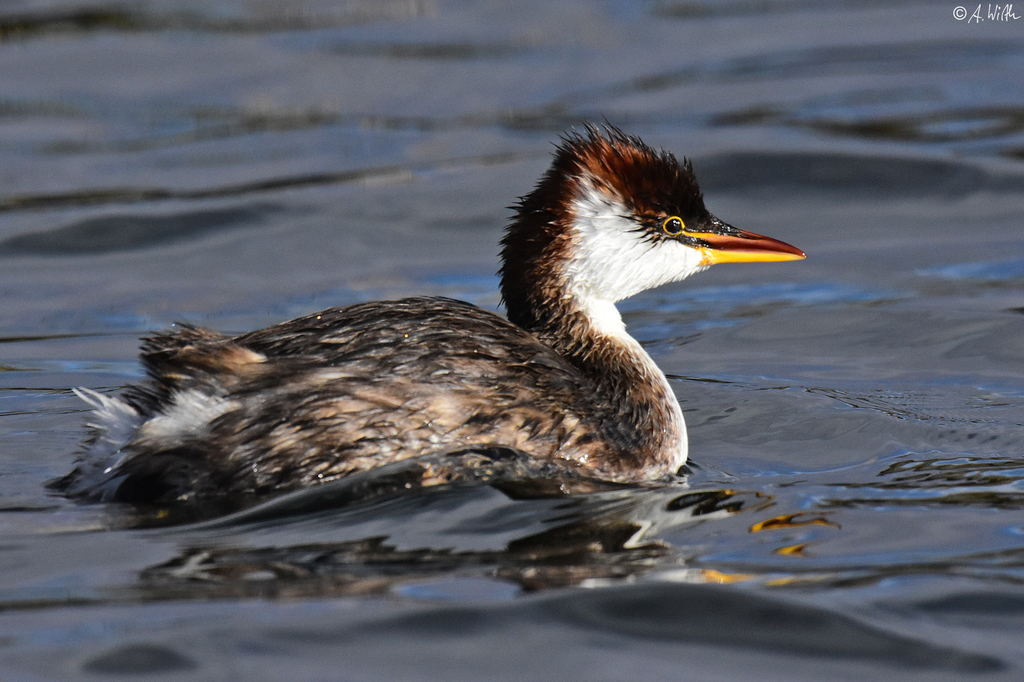 Titicaca Grebe (Rollandia microptera) photo