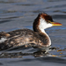 Titicaca Grebe - Photo (c) alexwirth, some rights reserved (CC BY-NC)