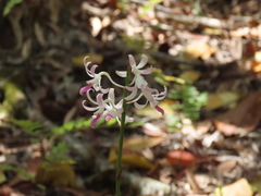 Dipodium squamatum