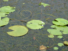 Nymphoides hydrophylla